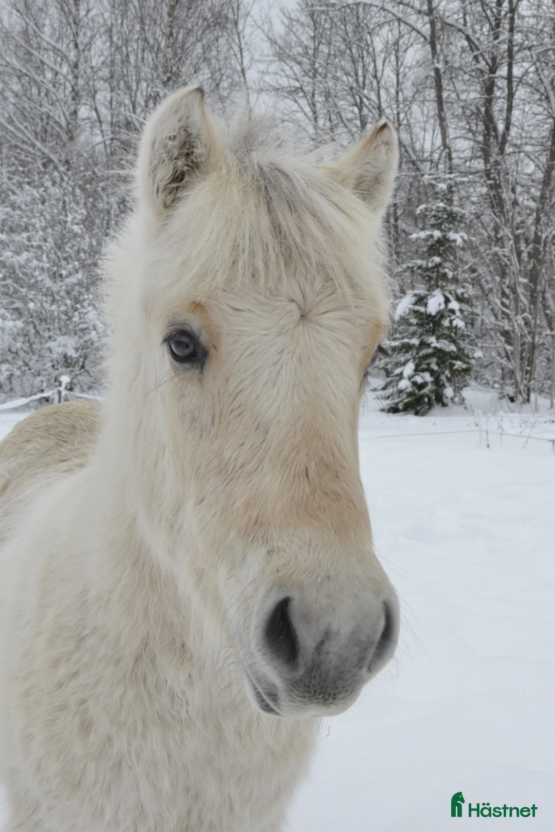 Allround hästar till salu: vitblack åring - Annons 4