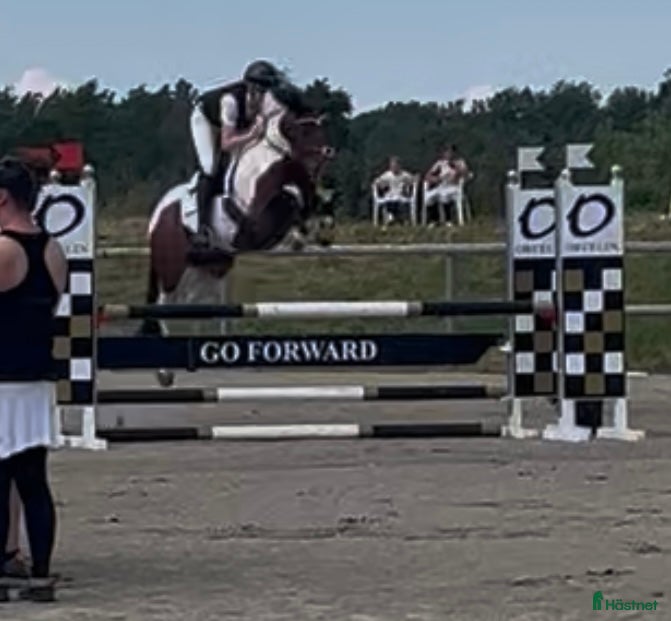  hästar Super C-ponni lånes ut til satsende sprangrytter! - Annons 2