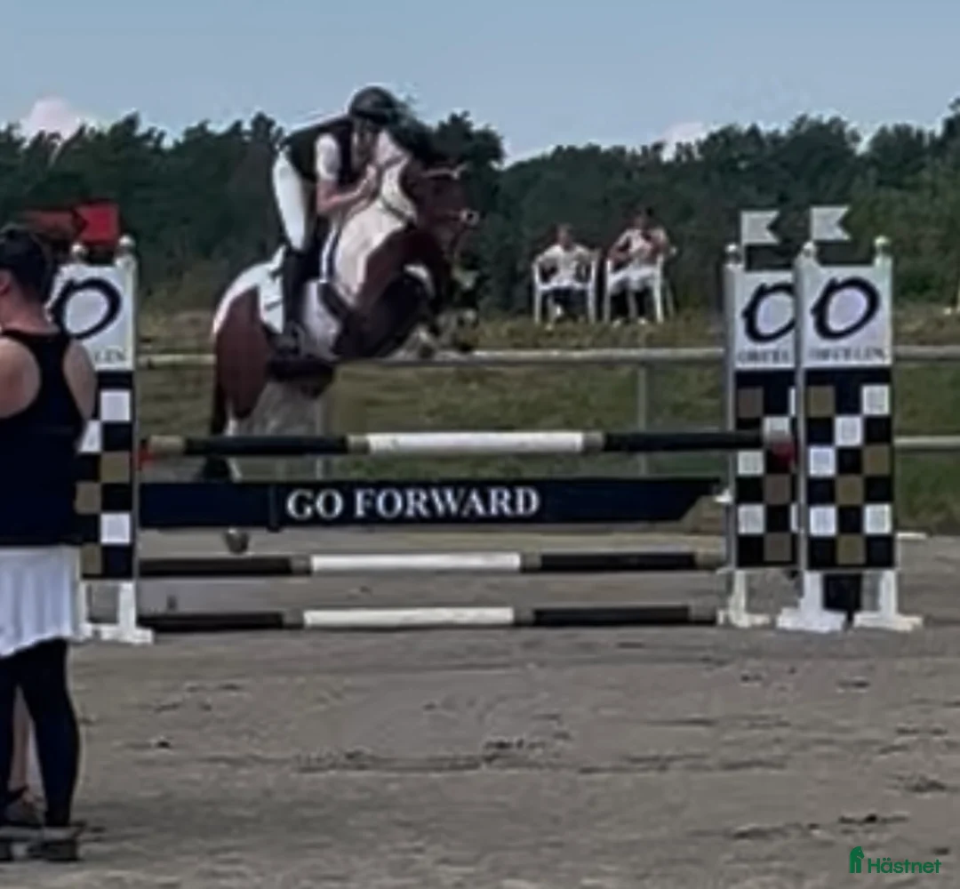 Hoppning hästar till salu: Super C-ponni lånes ut til satsende sprangrytter! - Annons 1