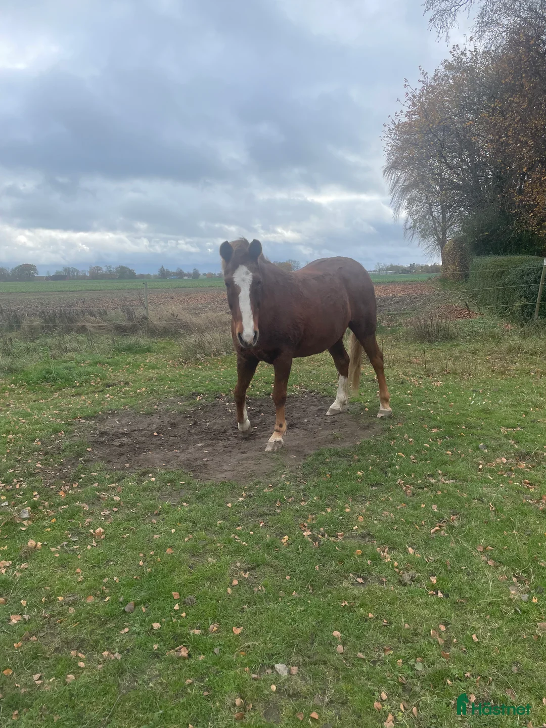  foderhäst sökes: Sällskapshäst sökes i Helsingborg - Annons 1