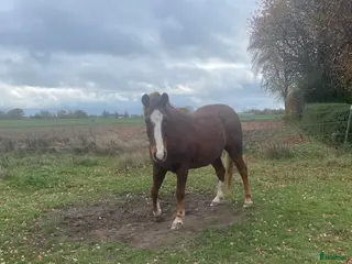 foderhäst sökes: Sällskapshäst sökes i Helsingborg - Annons 1