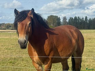 hästar Stort sto med potential - Annons 14