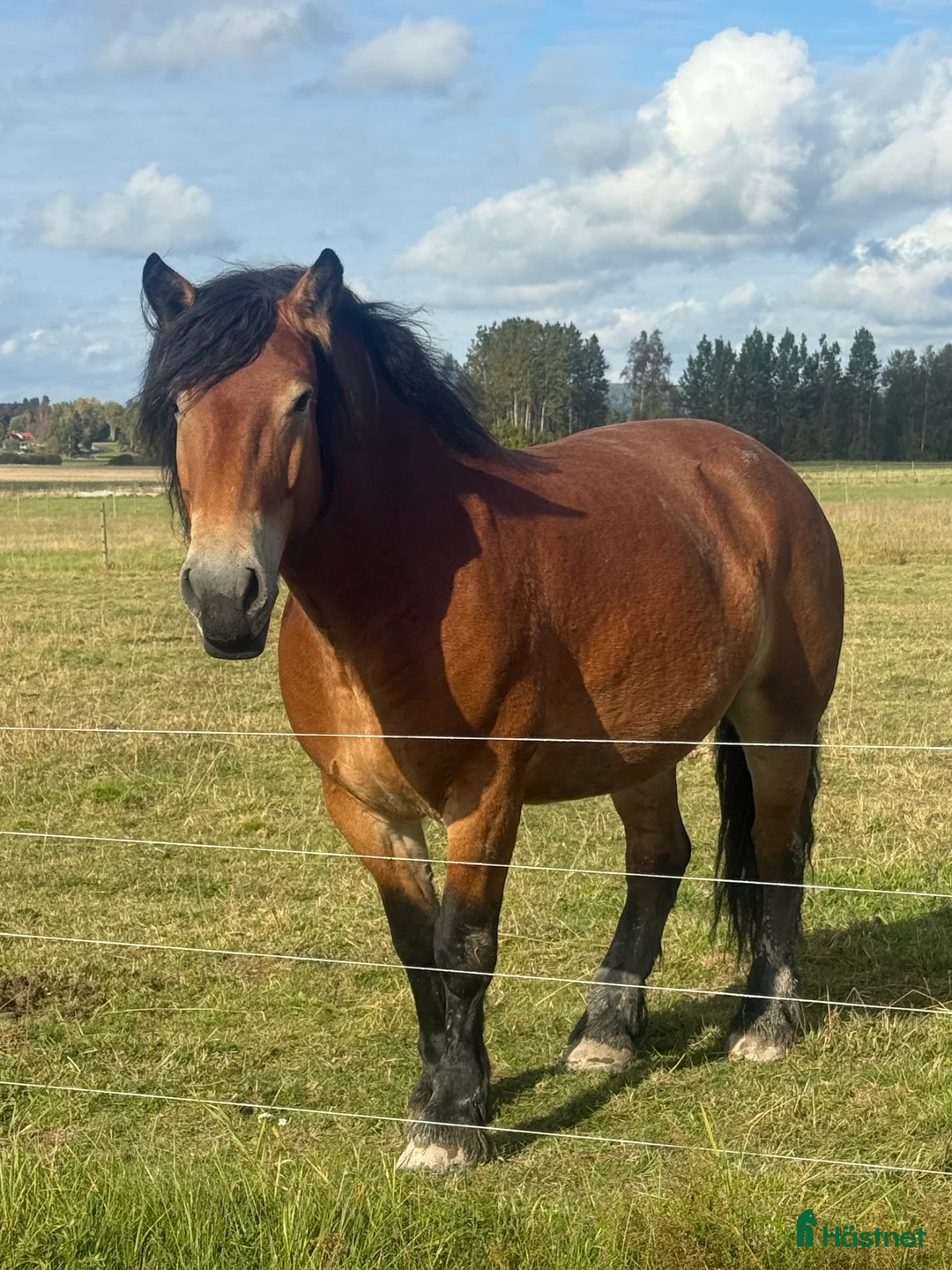 Allround hästar till salu: Stort sto med potential - Annons 1