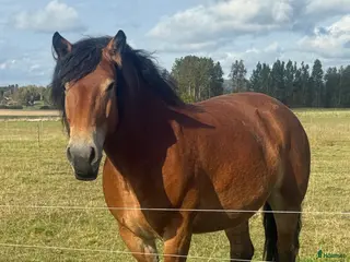 hästar Stort sto med potential - Annons 14