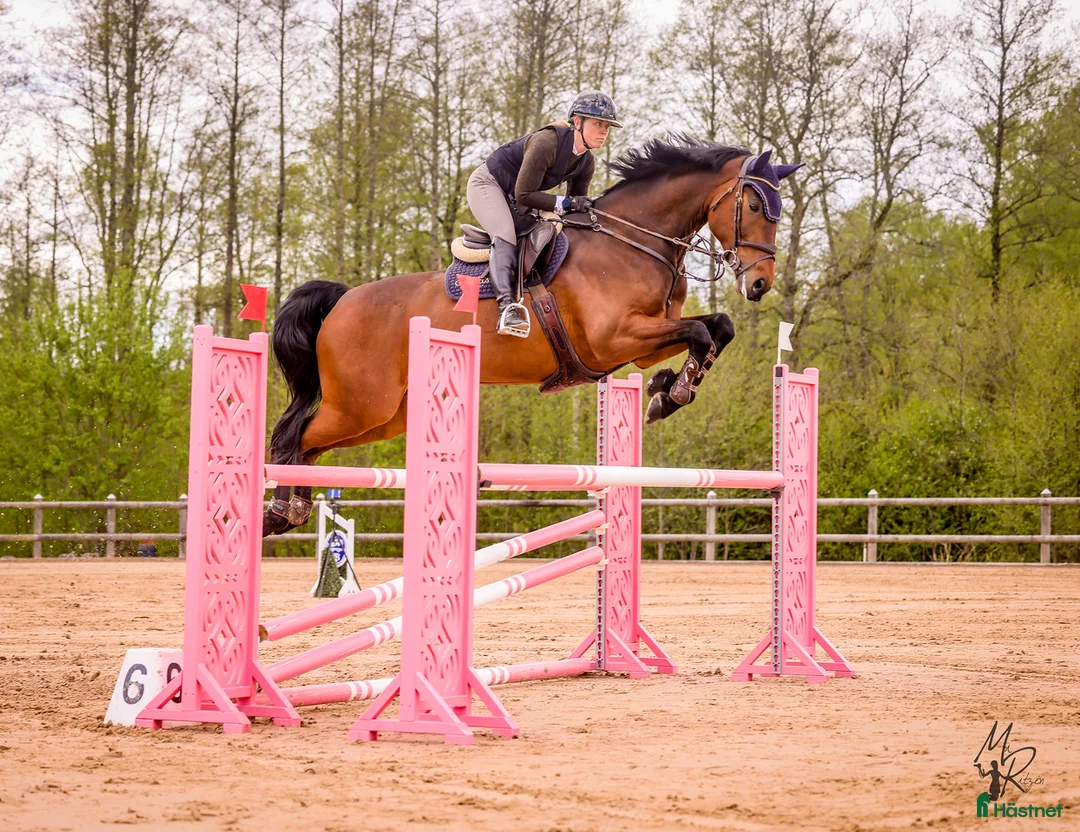 Hoppning hästar till salu: Välutbildad och charmig valack - Annons 2