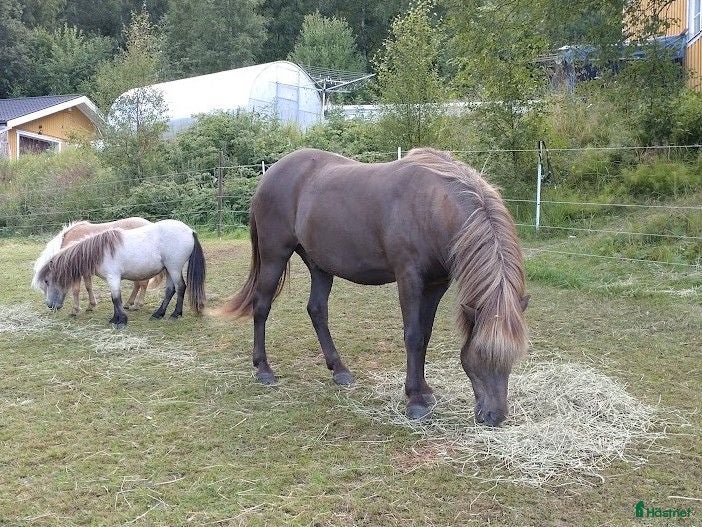  hästar Islänning säljes eller bytes - Annons 8