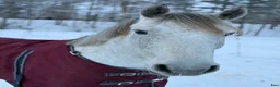 Allround hästar till salu: D-ponnyvalack säljes - Annons 4