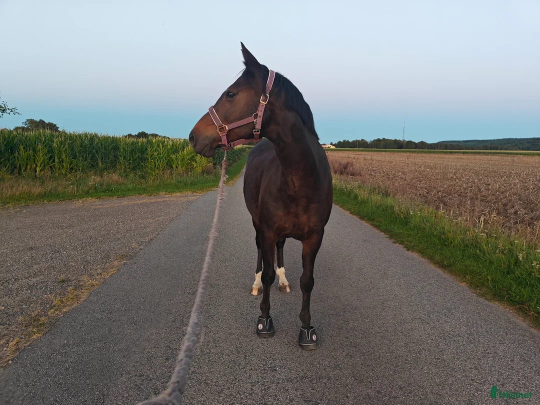 foderhäst finnes: Halvfodervärd/Fodervärd - Annons 2