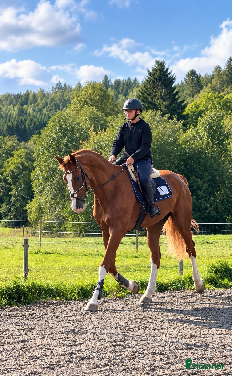  hästar Välriden häst som syns i mängden🌟 - Annons 14