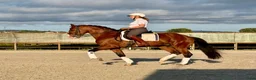 Working Equitation hästar till salu: Slående vacker lusitano för dressyr och WE - Annons 7