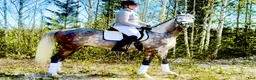 Distans hästar till salu: Fantastiskt arabvalack 4 år 163 cm  i Ljusdal - Annons 4