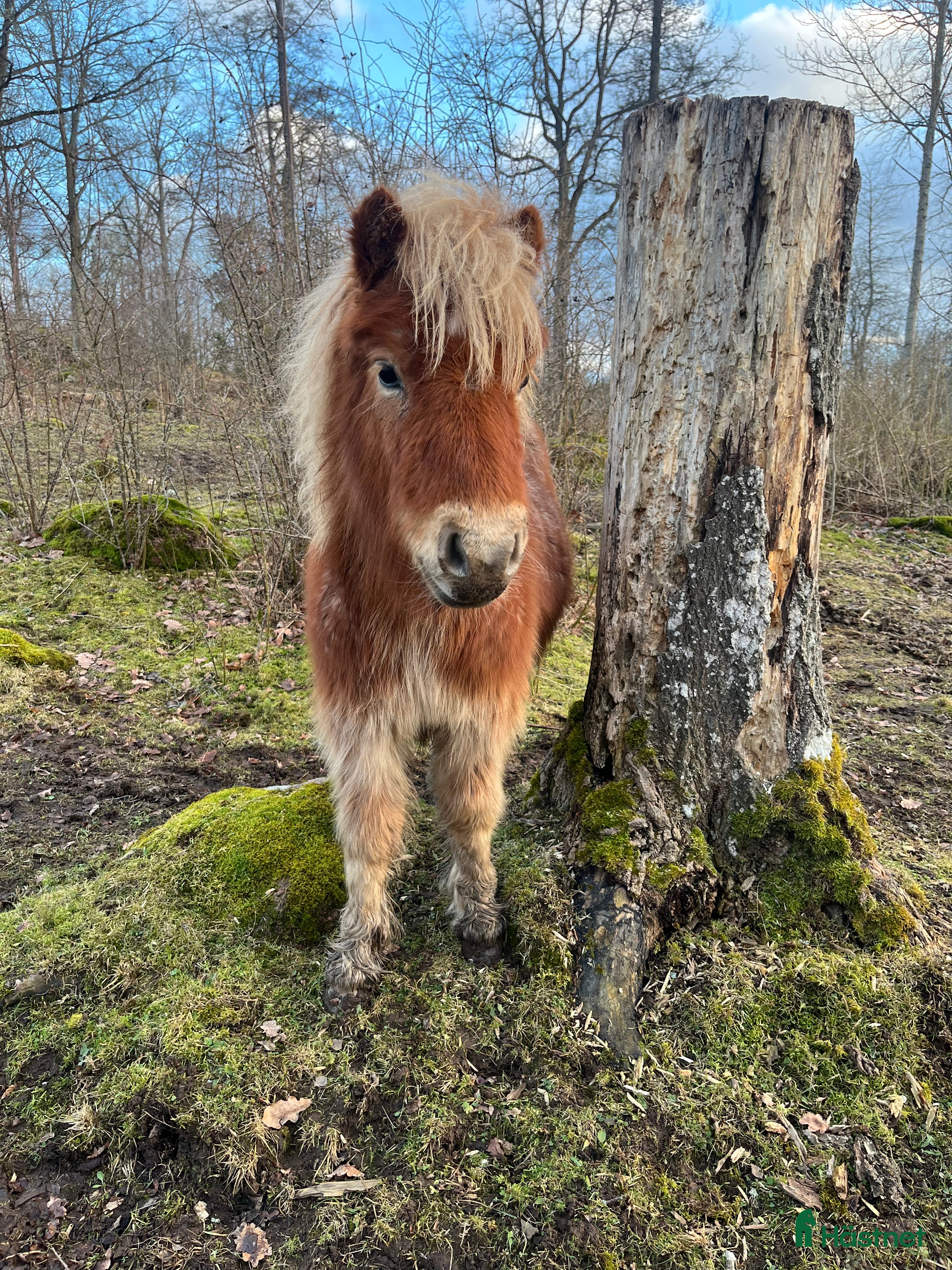  hästar Lovande unghingst - Annons 4