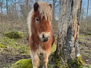 hästar Lovande unghingst - Annons 4
