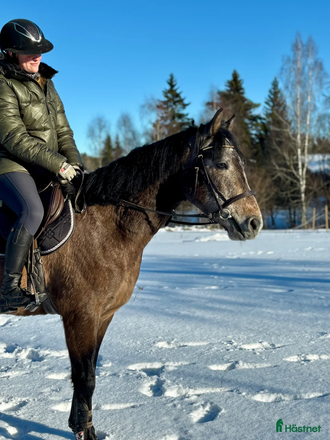 Allround hästar till salu: ❣️Sötaste charmören❣️ - Annons 4