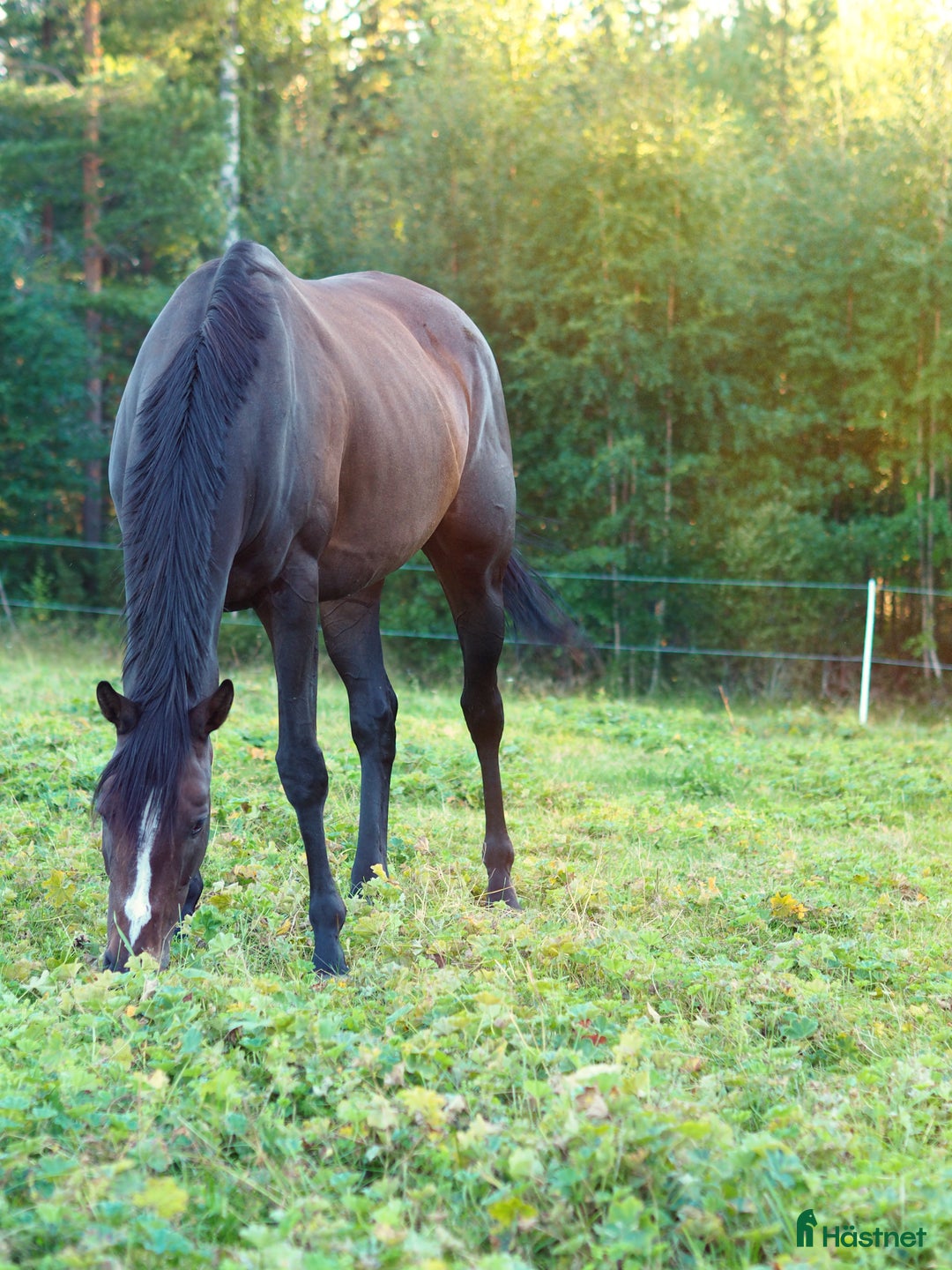 Allround hästar till salu: Stort fullblod som sticker ut i mängden  i Sveg - Annons 3