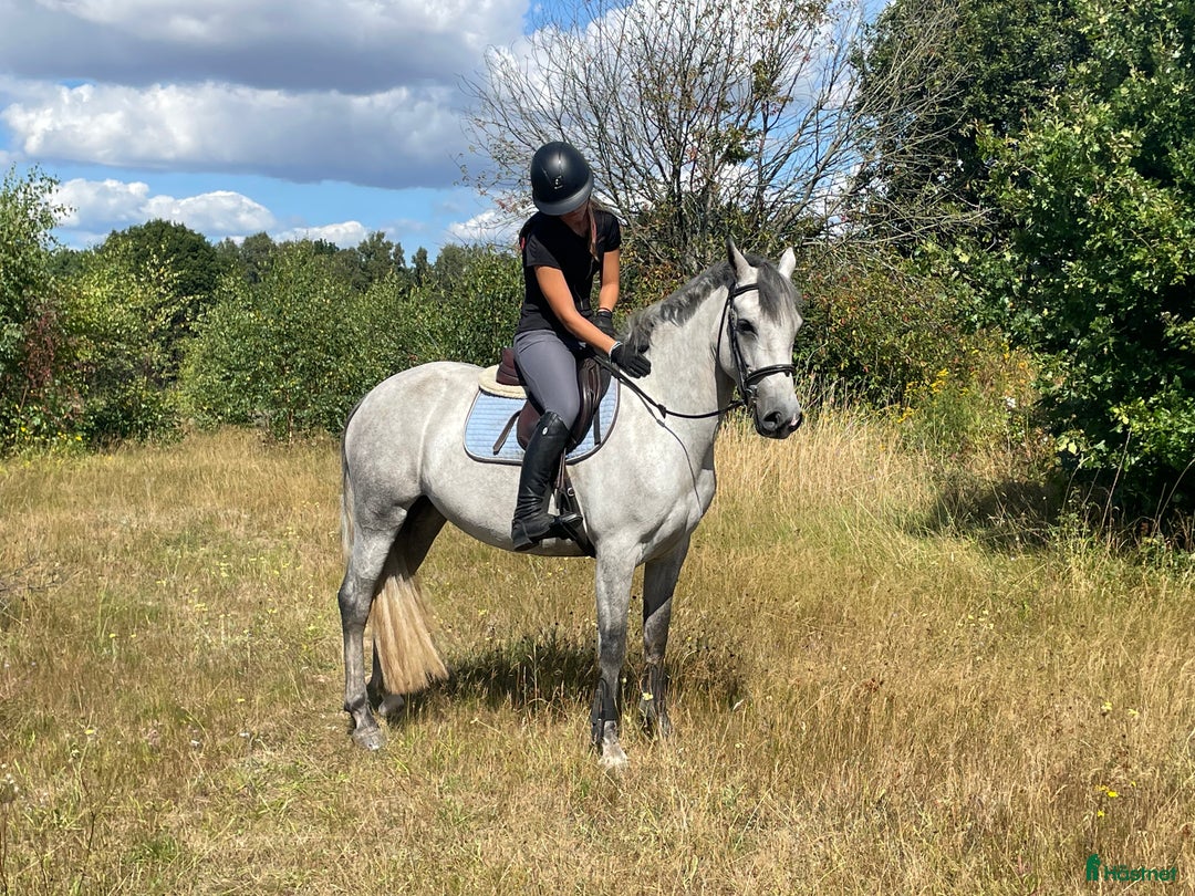 Allround hästar till salu: 4 årigt D-ponny sto  i Flyinge - Annons 3