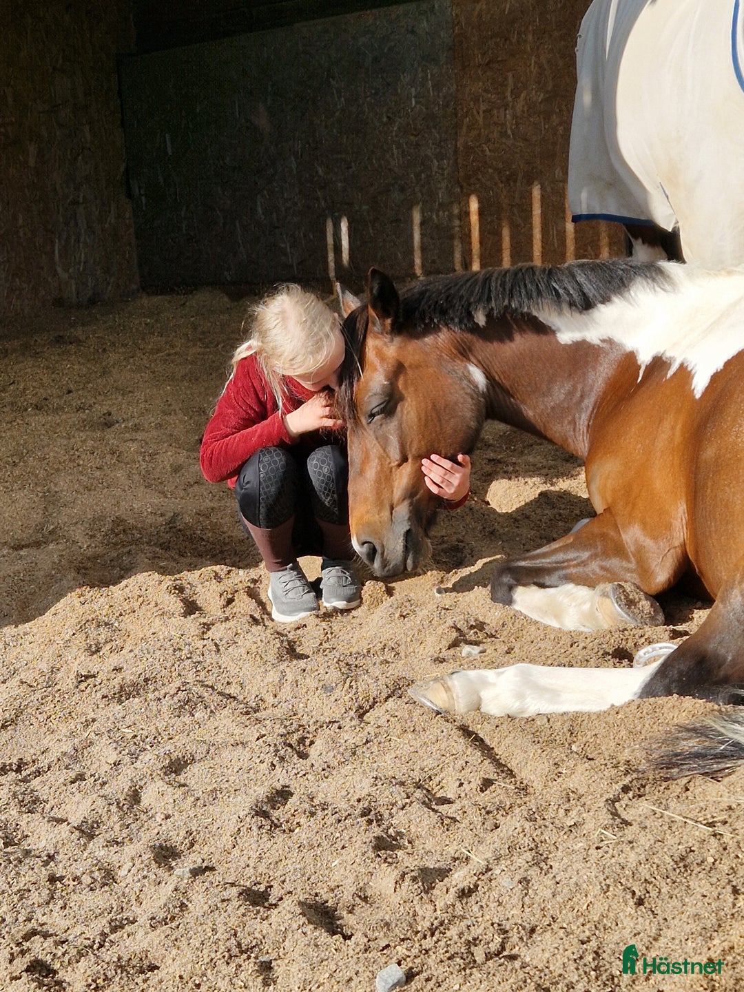 Hoppning hästar till salu: Allroundponny med utstrålning🐴 i Järvsö - Annons 4