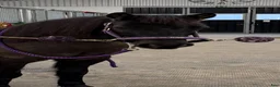  medryttarhäst finnes: Två B-ponnyer söker sina nya bästisar! 🐴✨ - Annons 12