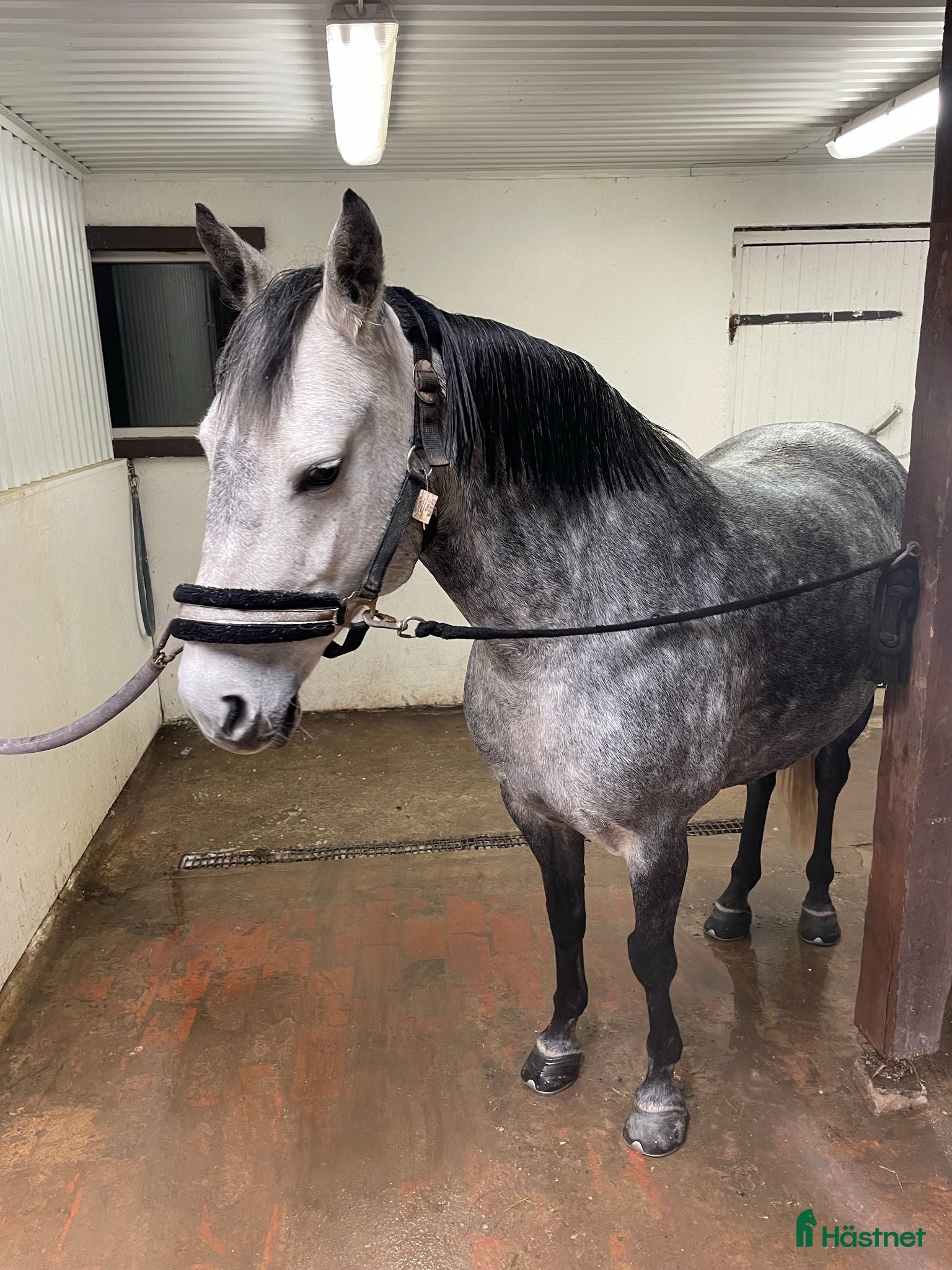  hästar C-ponny, allround ponny, sällskap. - Annons 2