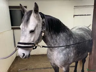 hästar C-ponny, allround ponny, sällskap. - Annons 2