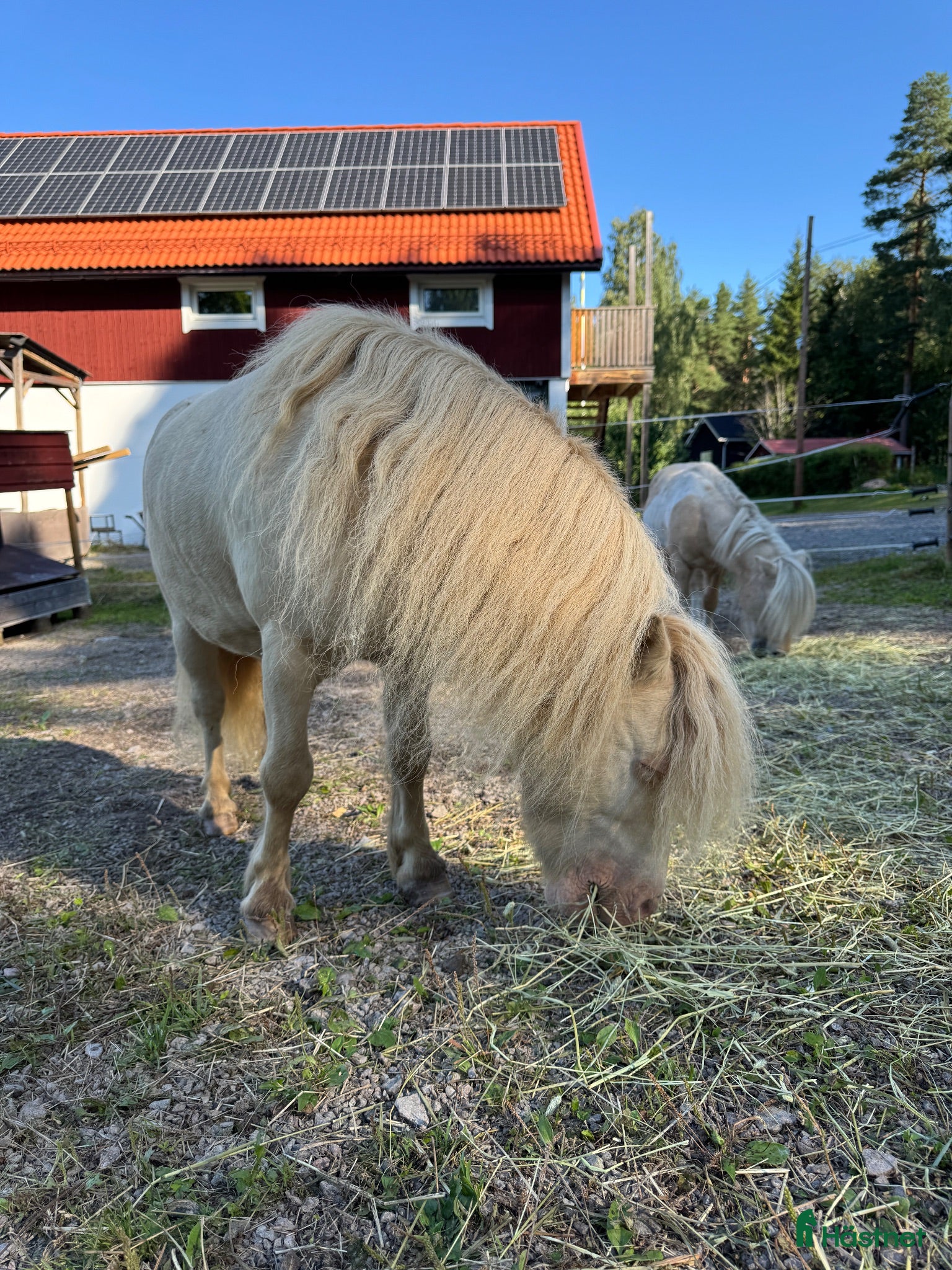  hästar Minishettis  - Annons 2