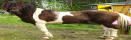 Allround hästar till salu: 5 Paso Fino hingstar/ston en, fler el. foder - Annons 15
