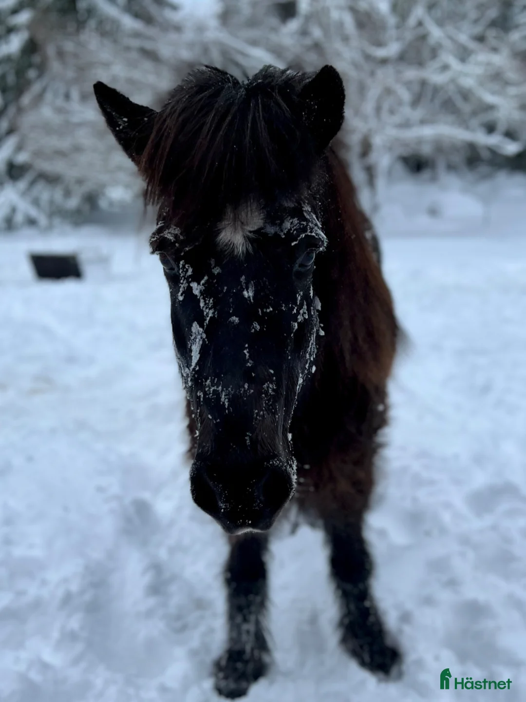 Island hästar till salu: Kelsjuk töltmoppe i Alunda - Annons 5