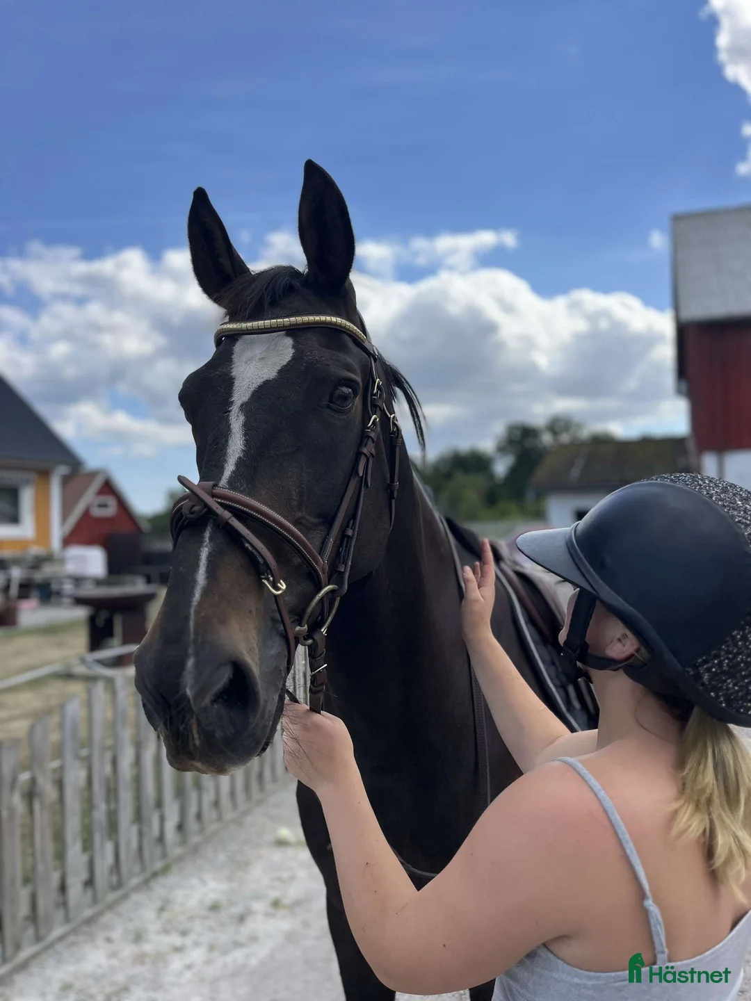 Övrigt hästar till salu: Vackert holländskt sto - Annons 2