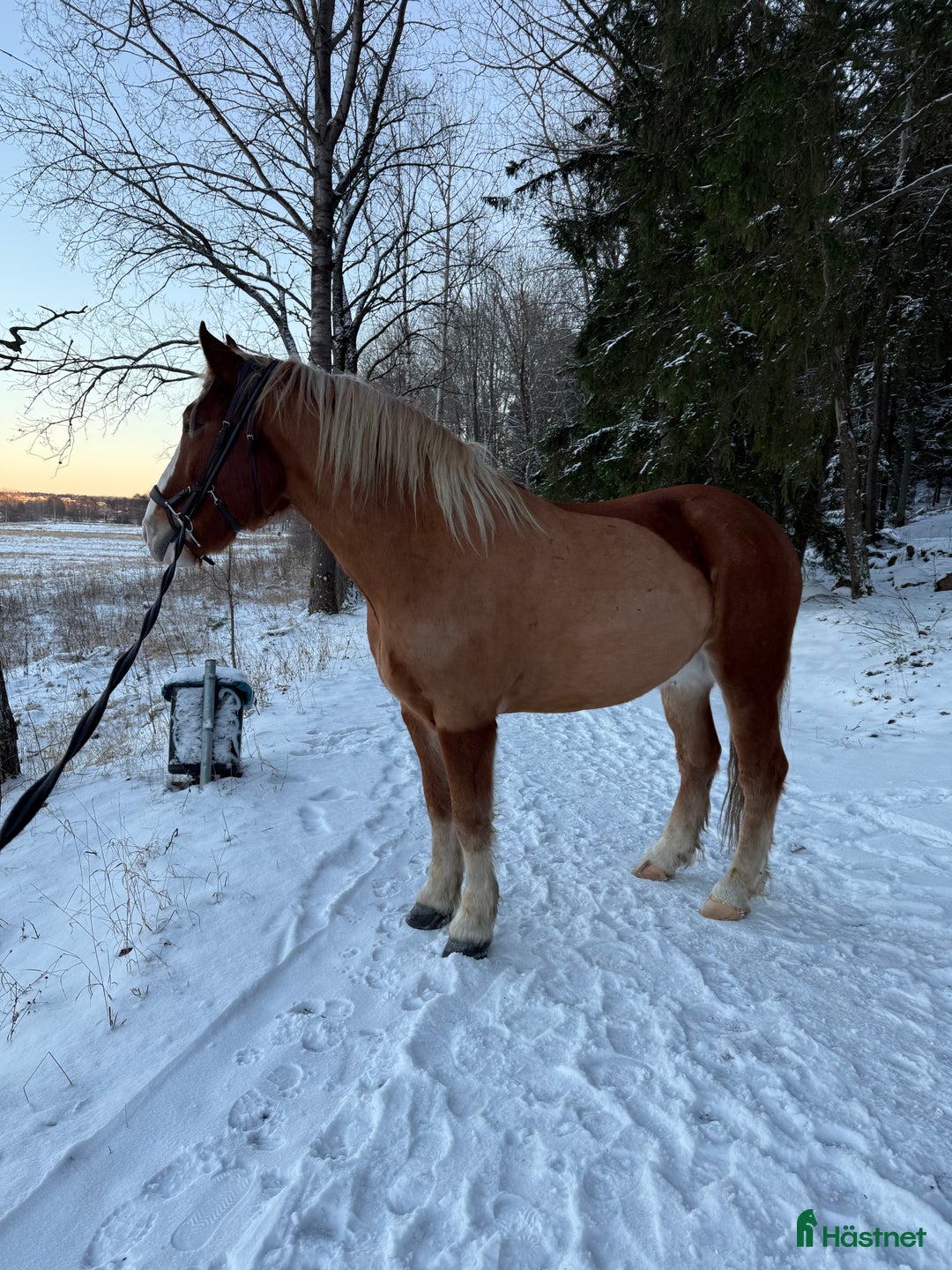 Allround hästar till salu: Min stora bästa vän❤️ i Spånga - Annons 3