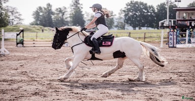  hästar i Alnö - Annons 11