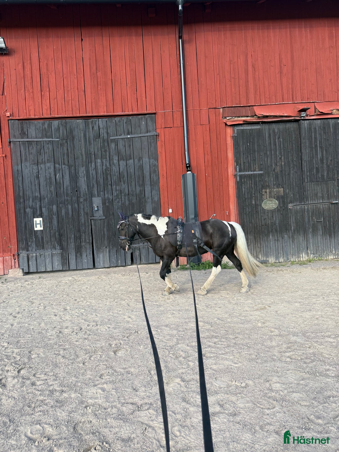 Allround hästar till salu: Vacker drömponny i Uppsala - Annons 4