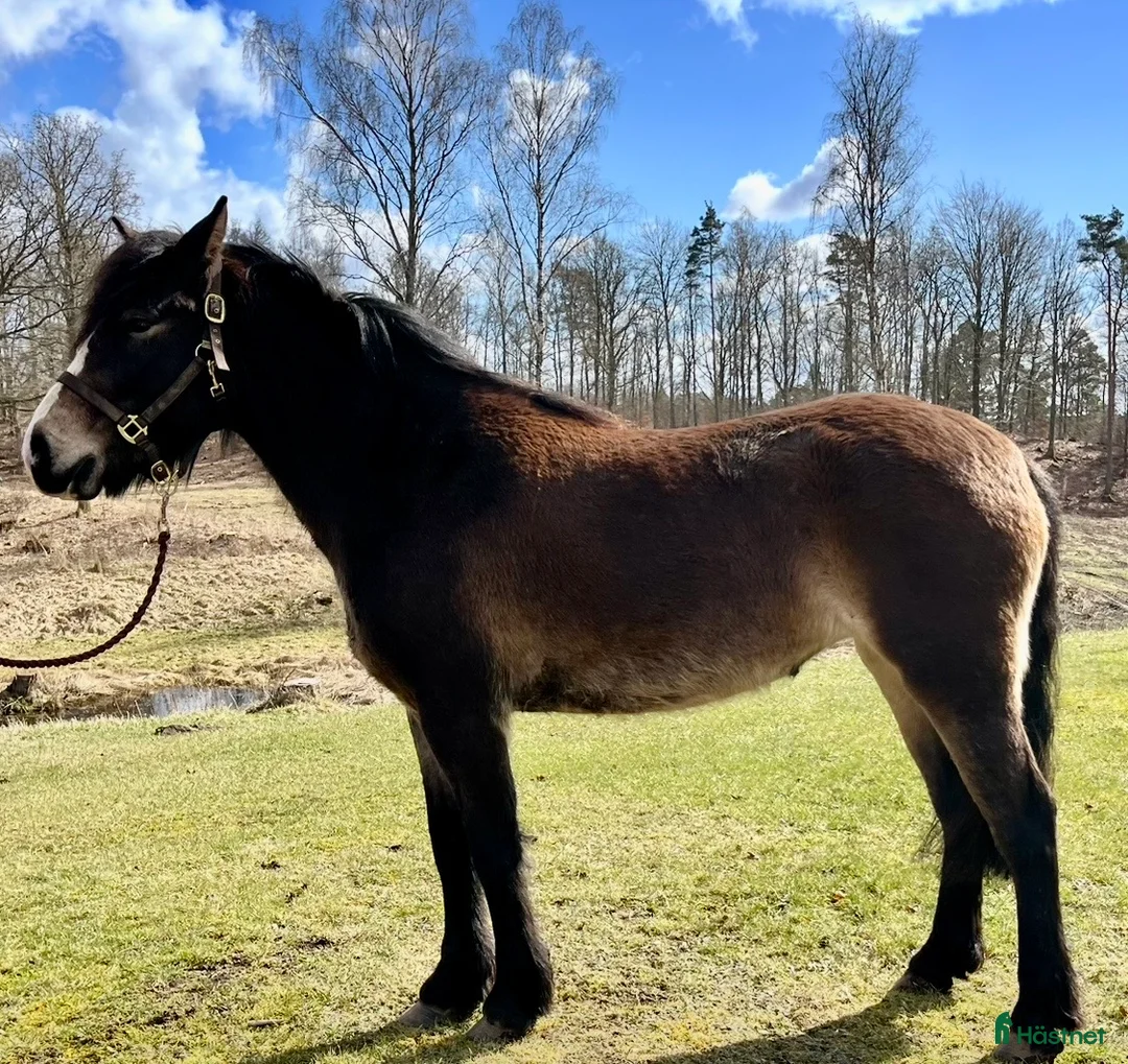 Allround hästar till salu: Finaste Mojjan söker nytt hem - Annons 1