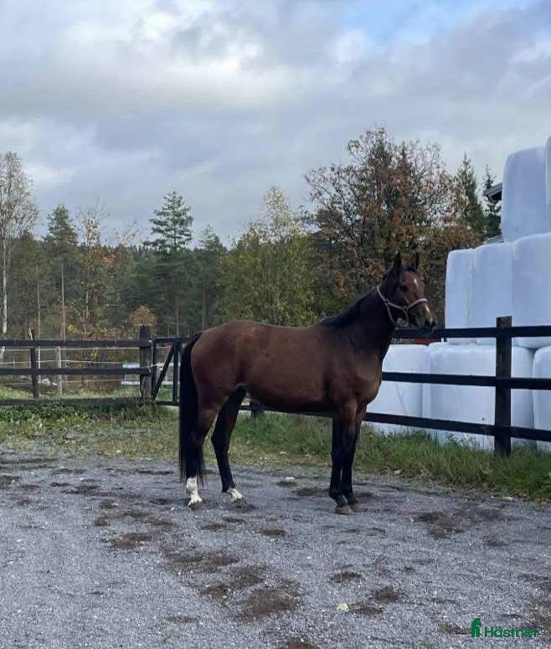 Allround hästar till salu: Halvblodssto född 2022 i Lammhult - Annons 5
