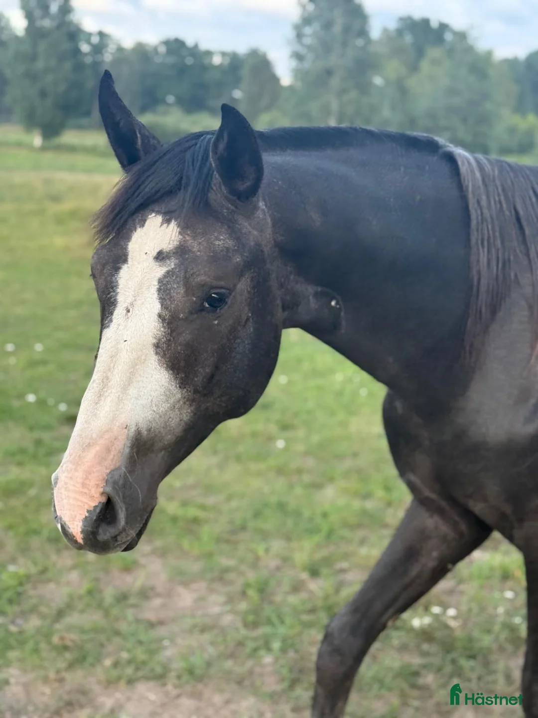 Hoppning hästar till salu: Gustaf V - lovande unghäst med fina kvaliteter - Annons 2