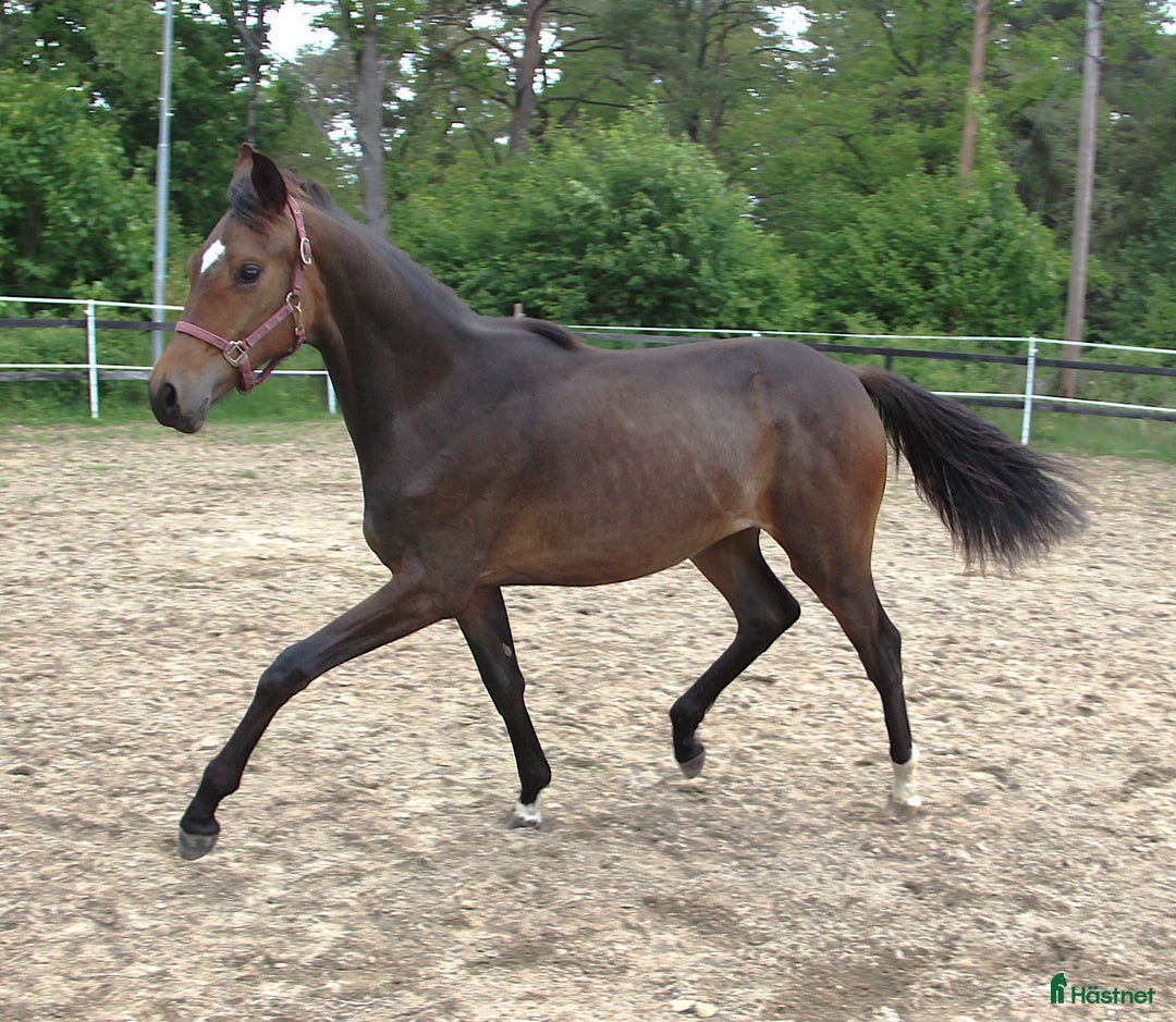 Dressyr hästar till salu: Kvalitets åring i Bollebygd - Annons 3