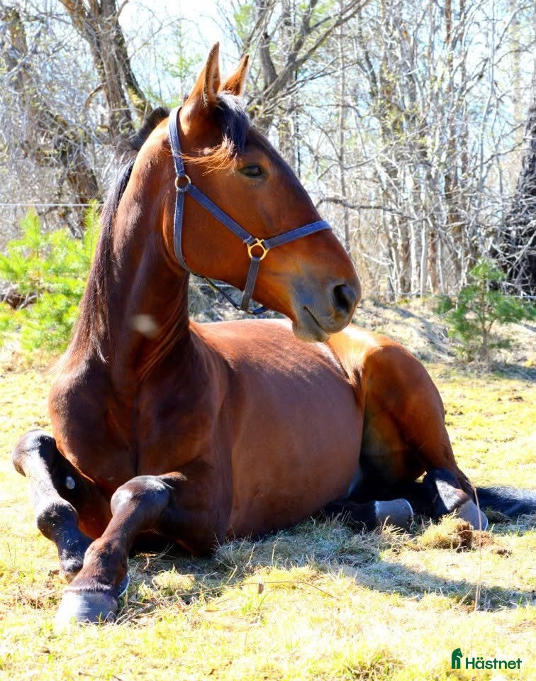  hästar Valack omplaceras  - Annons 11