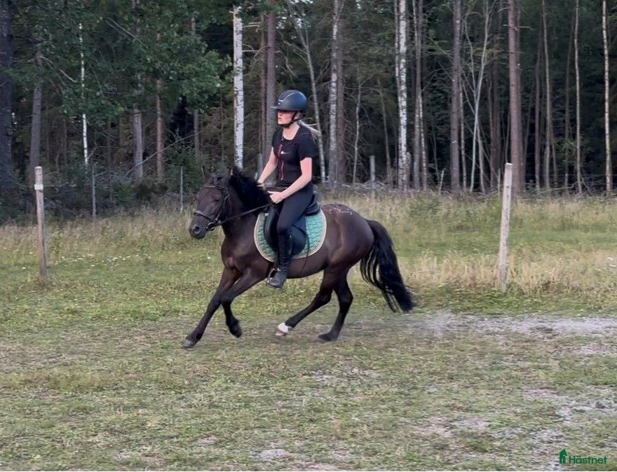  hästar Pigg och glad B-ponny valack till salu  - Annons 12