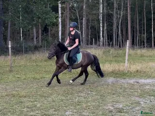 hästar Pigg och glad B-ponny valack till salu - Annons 12