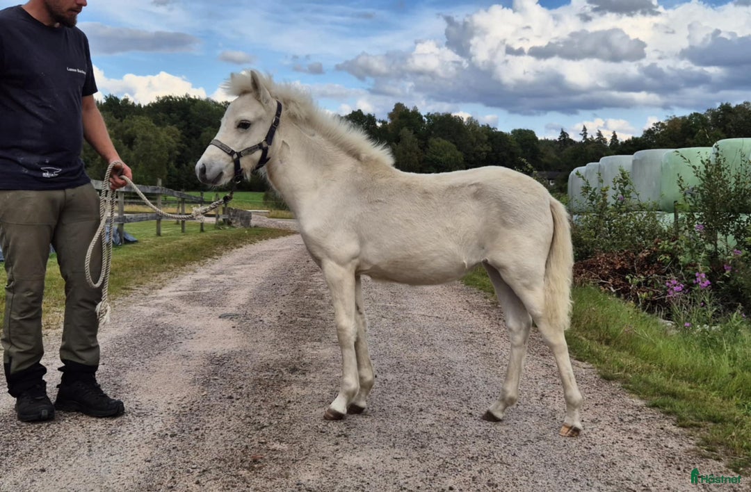 Allround hästar till salu: Gotlandsruss stoföl i Sexdrega - Annons 1