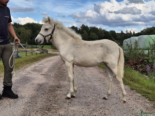 hästar Gotlandsruss stoföl i Sexdrega - Annons 12