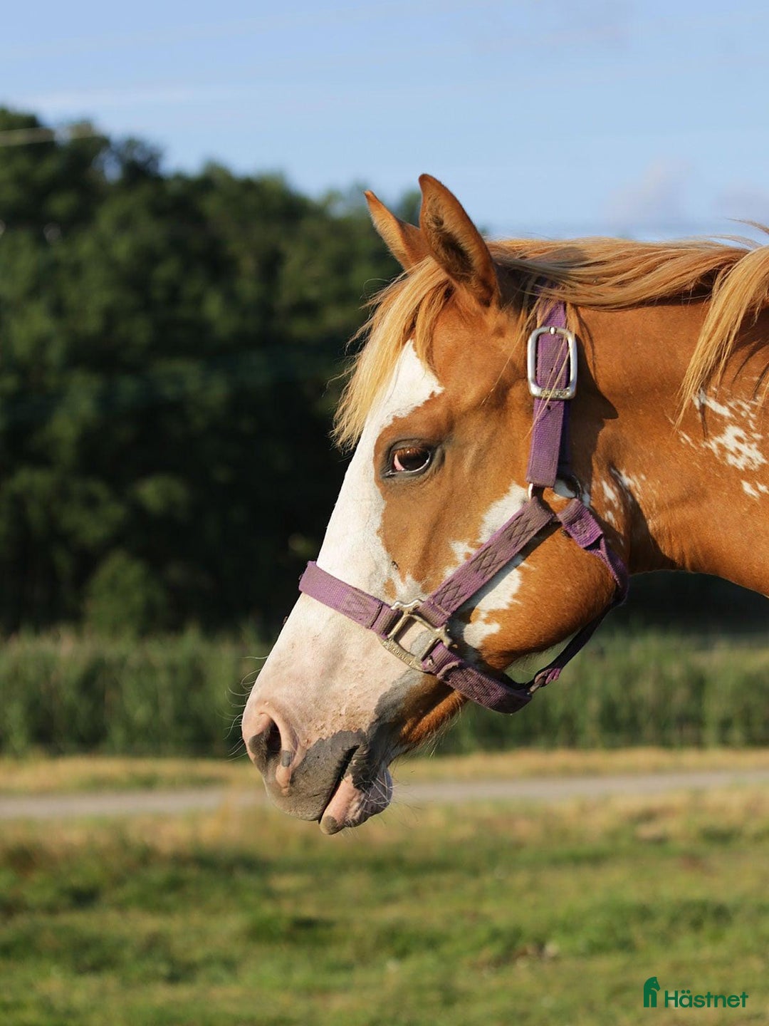 Western hästar till salu: Höstrea på Kungsvikstorp i Åtvidaberg - Annons 10