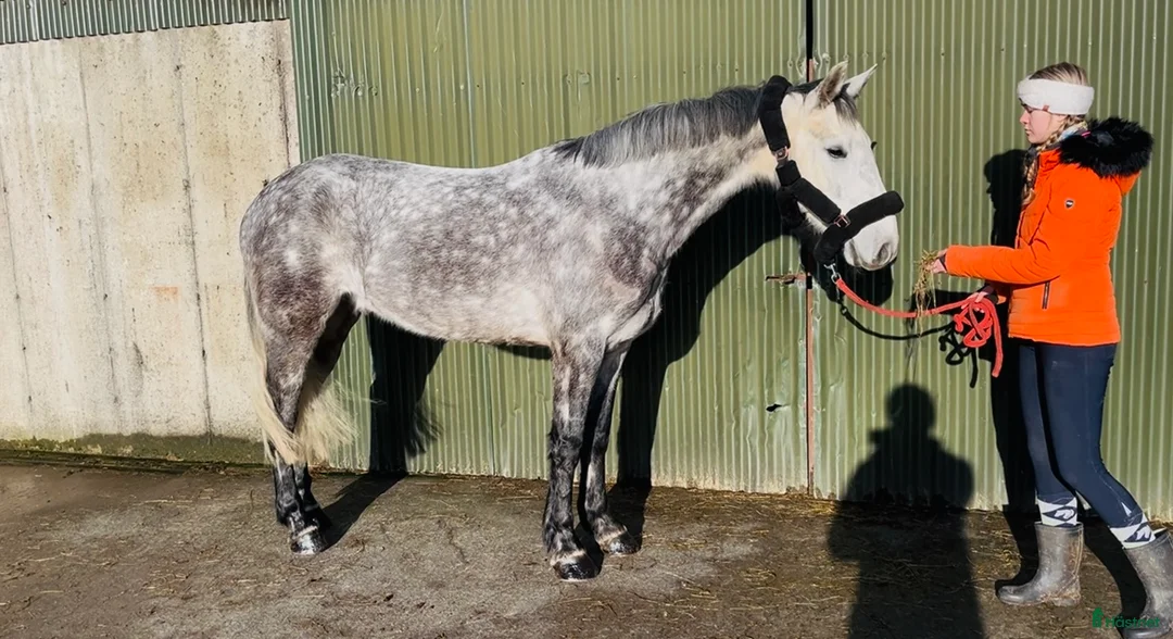 Allround hästar till salu: Beautiful gelding 160cm i Ljungby - Annons 4