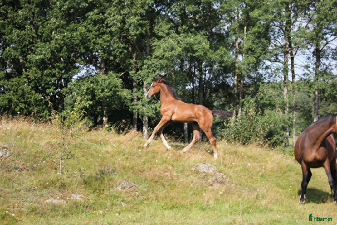 Hoppning hästar till salu: Morgondagens ⭐️ i Ljungby - Annons 5