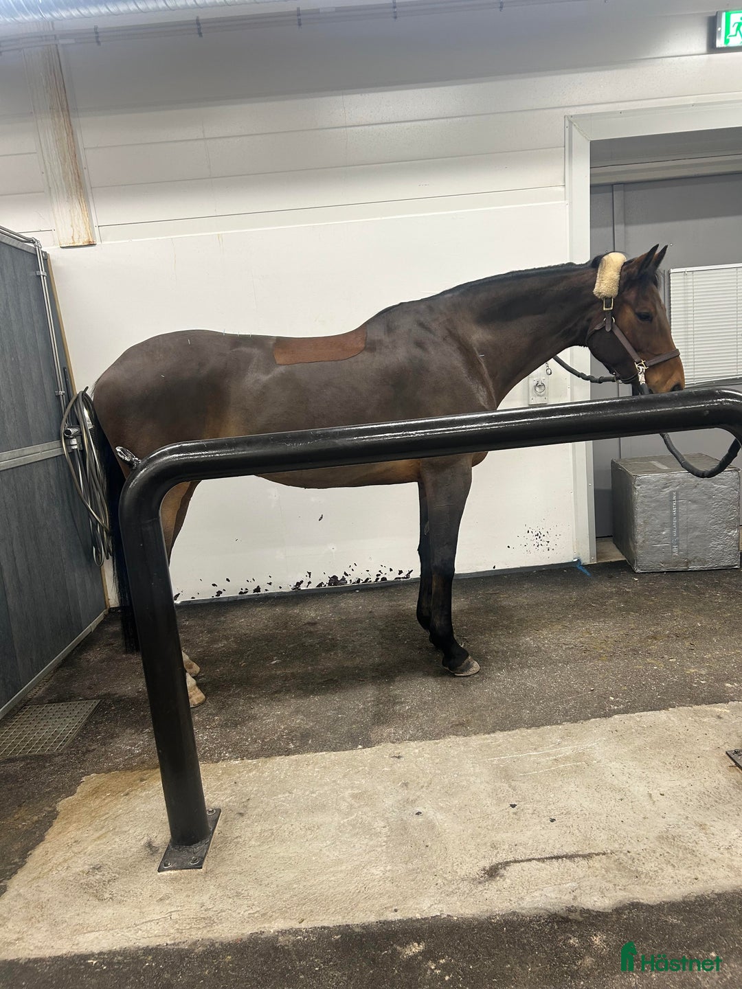 Allround hästar till salu: Toppstammad häst för varierad ridning i Sigtuna - Annons 4