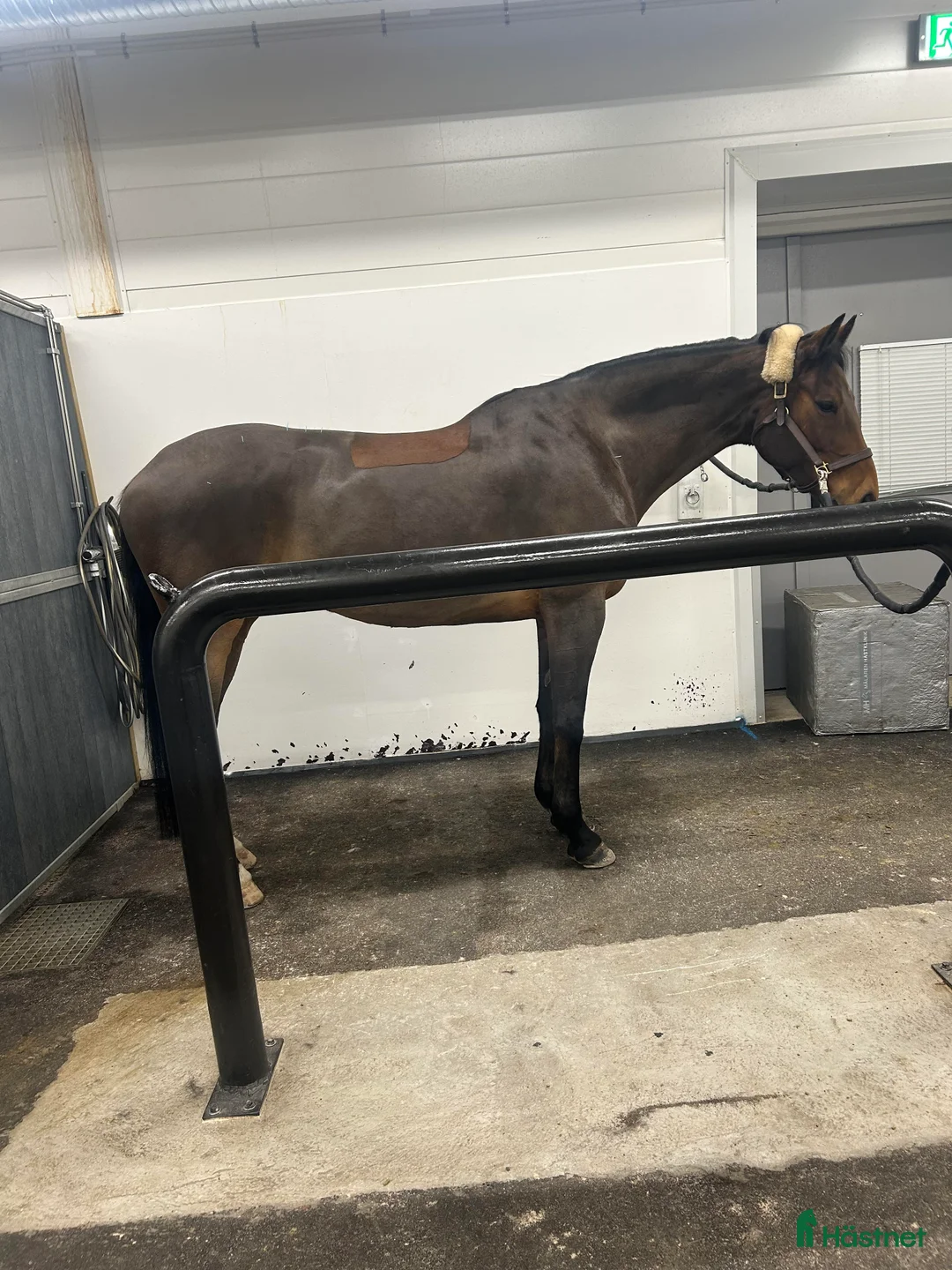 Allround hästar till salu: Toppstammad häst för varierad ridning i Sigtuna - Annons 4