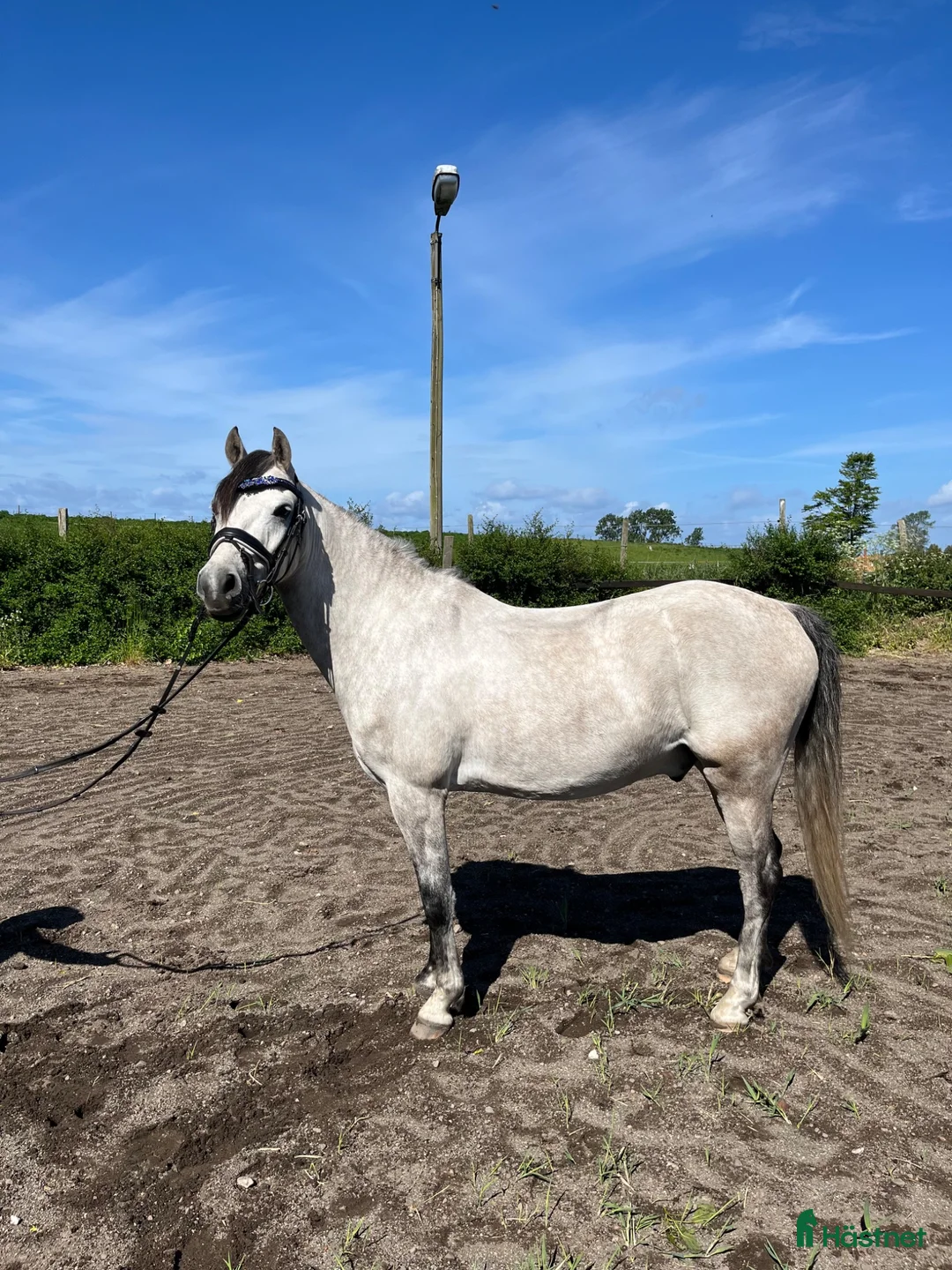 Allround hästar till salu: 6 årig C-ponny - Annons 1