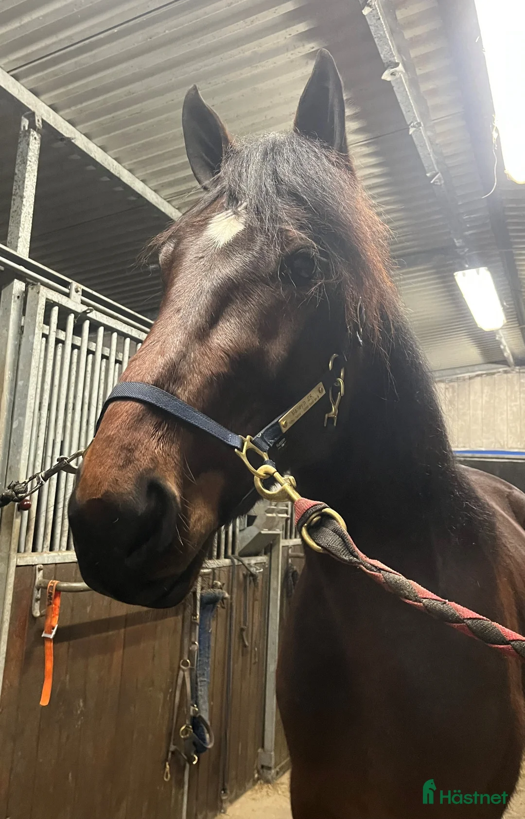 Trav hästar till salu: Blivande stjärna! - Annons 2