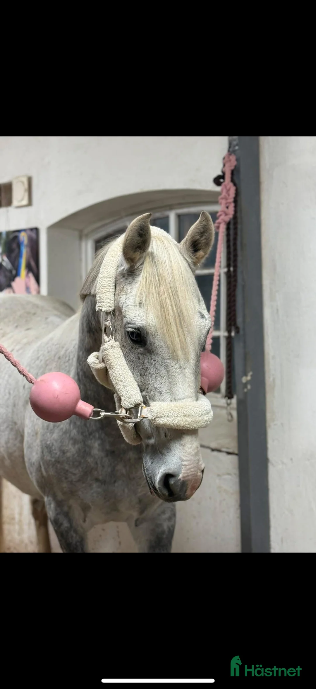 Hoppning hästar till salu: Snygg valack - Annons 1