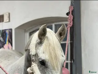 hästar Snygg valack - Annons 1