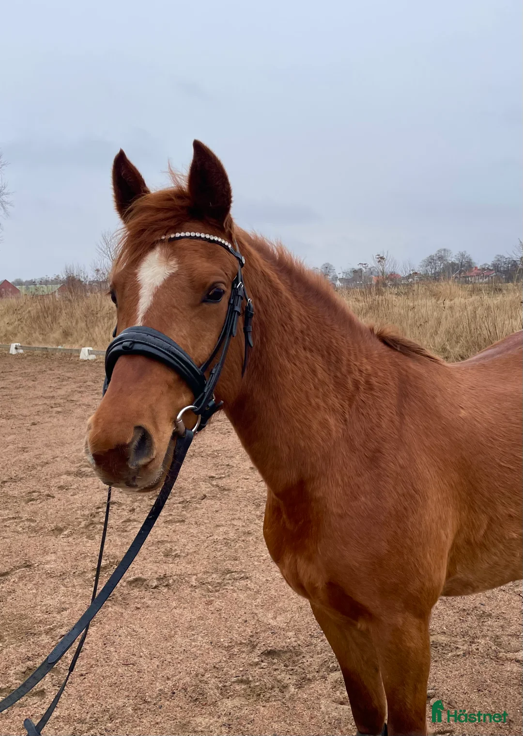 Allround hästar till salu: Ponny med potential - Annons 1